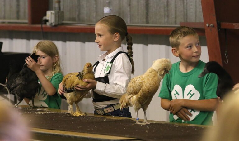 Stutsman county fair 4-h winners announced this year