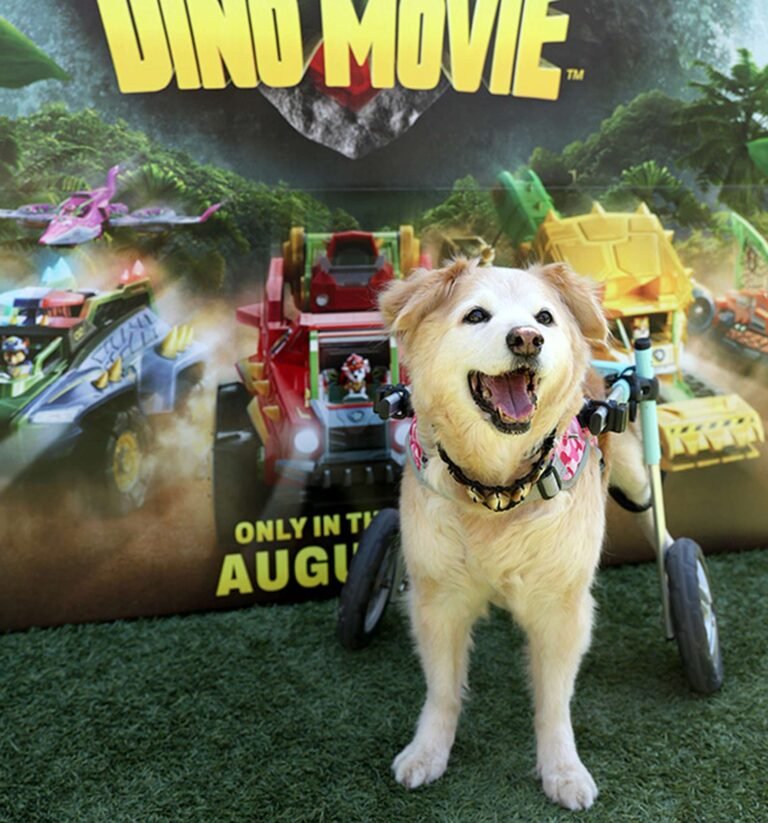 Paw patrol dog lookalike contest hits nyc and la